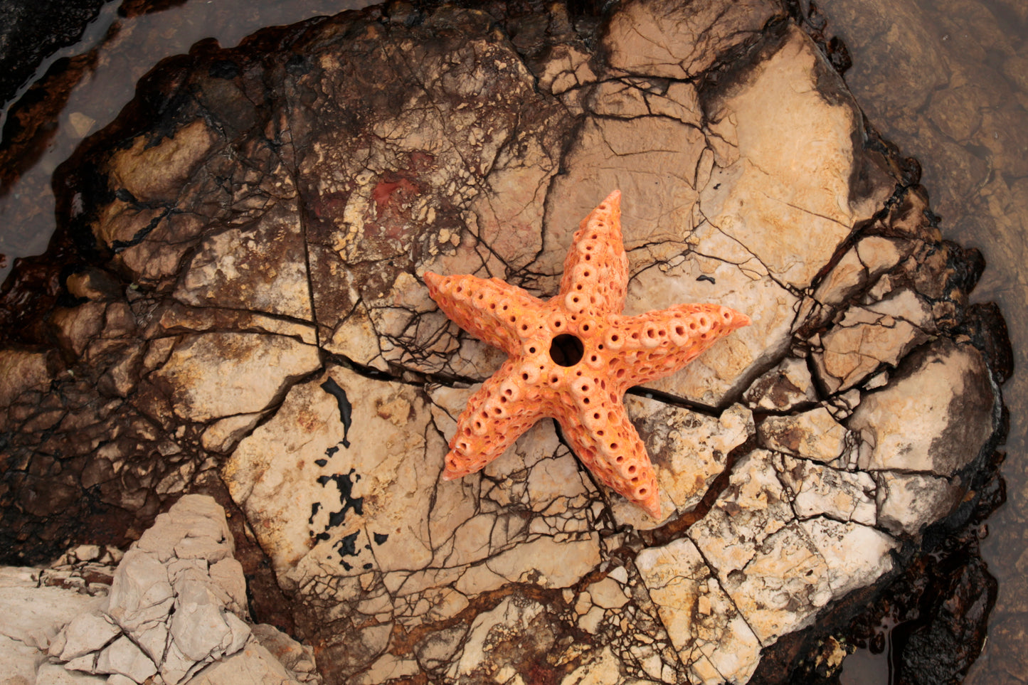Lanterna Stella Marina